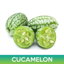 Cucamelon Seeds, Mouse Melon, Mexican Sour Gherkin