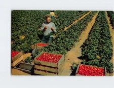 Postcard Strawberries The Crimson Harvest Watsonville California USA