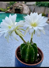 One of the Special SUCCULENT Cactus  white fragrance flower rooted plant