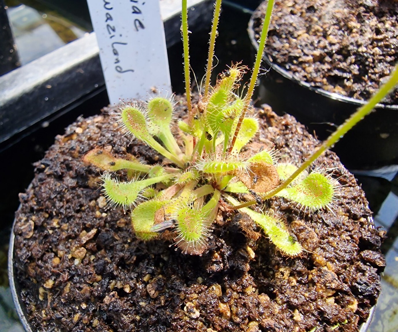 Foto 2 di 2