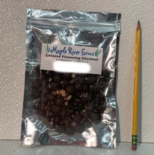 Shiny Leaf Yellowhorn Xanthoceras Sorbifolium 50 Seed Pack