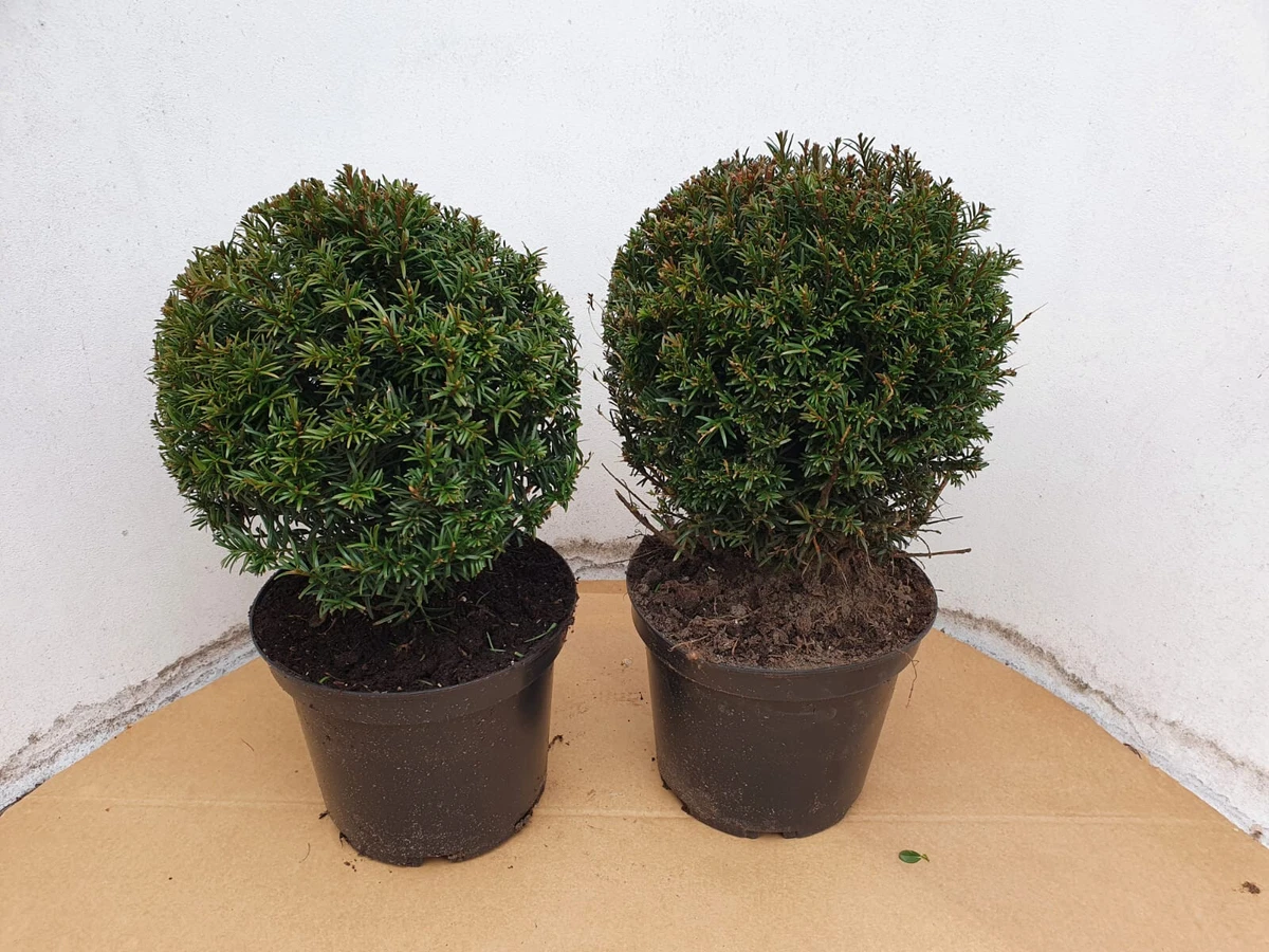 Eibe Kugel online kaufen | eBay.de