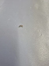 Omega Part number 1109 for Calibre 381 - Setting Lever