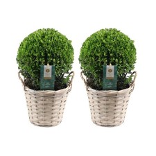 Echte Stechpalme Kugel | 2x Ilex crenata 'Jenny' kugel im Korb | set von 2 Stück
