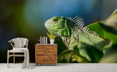 3D Lizard Animal Close-up Wall Murals Wallpaper Murals Wall Sticker