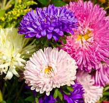 Winter Flower Aster Peony Mix Callistephus Seeds - 100x Seeds