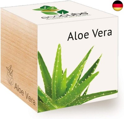 Feel Green 296244 Ecocube Aloe Vera, Nachhaltige Geschenkidee (100% Eco