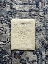 Pteradactylus Longirostrus Replica Reproduction Dinosaur Fossil Jurassic Germany