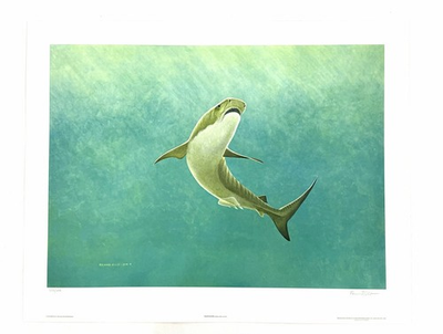 #ad #ad “Tiger Shark” By Richard Ellis Pencil Signed Print 1974 29” x 22” $19.99