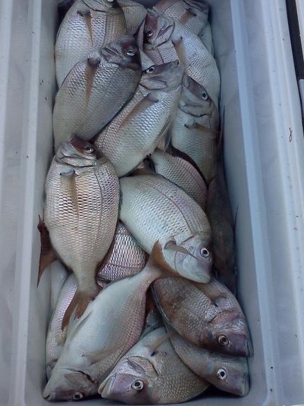 10 or 25 Surf Fishing Rigs, Pier Rigs, Boat Rigs, Pompano Whiting Snappers Spots