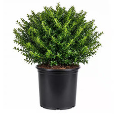 2.5 Gal - Soft Touch Hollyilex Live Evergreen Shrub Finely Textured Green Fo