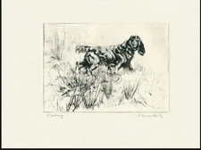 FIELD SPANIEL OLD 1930'S DOG ART PRINT OF GUNDOGS by VERNON STOKES