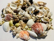 200+ Small Mixed Seashells, Cowries, Assorted Craft Shells Mix Free Ship!