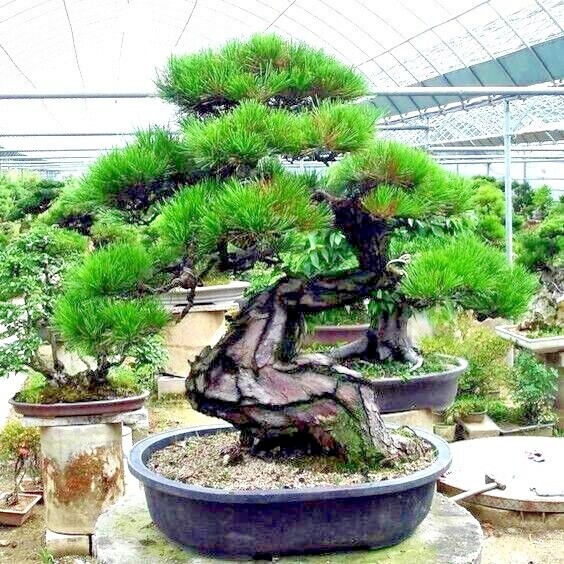 10 JAPANESE BLACK PINE TREE SEEDS (Pinus thunbergii) "Easy & Famous for  Bonsai" | eBay