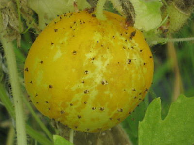 10 Samen Zitronengurke Lemon - Gelbe Gurke Gurkensamen | eBay.de