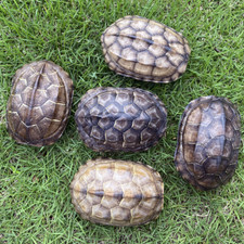 wholesale Taxidermy 5pcs Freshwater tortoise shell Real Animal Specimen 9-11cm