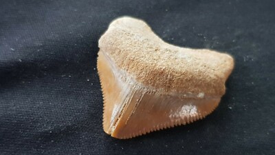 Hervorragender versteinerter Haizahn 7/10 Tausend Jahre alt gefunden in England. L33s