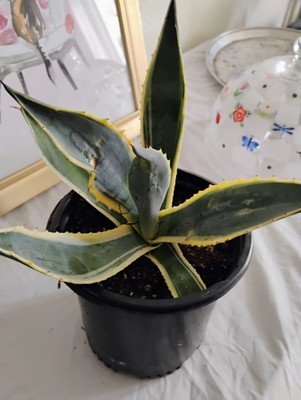 Agave Americana