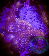 SAF WYSIWYG German Blue Montipora Digitata, Monti, Acro, SPS