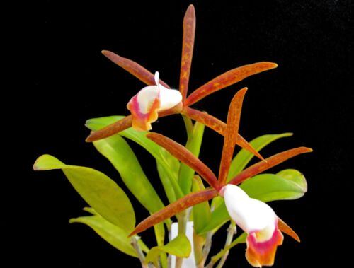 Cattleya araguaensis Species Orchid Plant - Photo 1/3