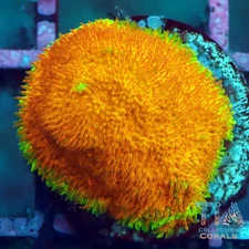 WWC 24K Lithophyllon - NOT WYSIWG | Live LPS Coral | Aquacultured