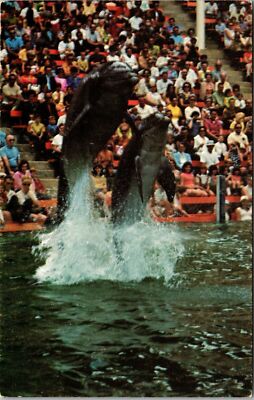 Postcard Dolphin High Jump Sea World's Florida