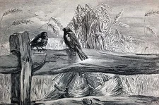 Wheat Market Commodity CORNER in WHEAT Birds on Fence 1891 Antique Print Matted