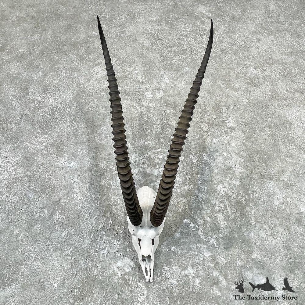 グランドガゼルの剥製（シォルダーマウント） 26993 E | Grants Gazelle Horn Plaque Taxidermy Mount For Sale | eBay