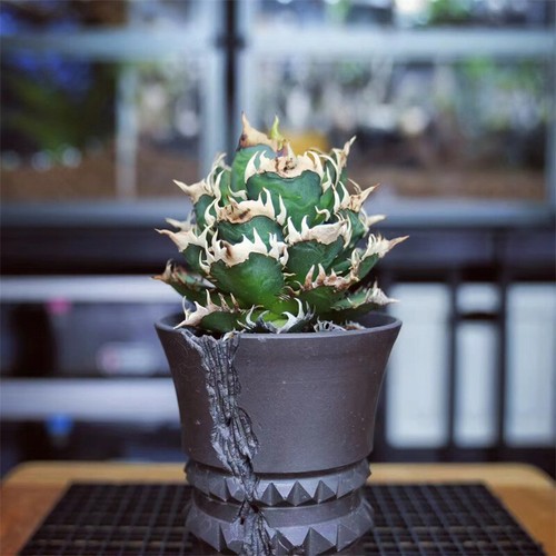 1pcs 8-12cm Agave Gatto Rosso Weazle Bellissimo Giardino Raro Piantare Agave - Foto 5 di 12