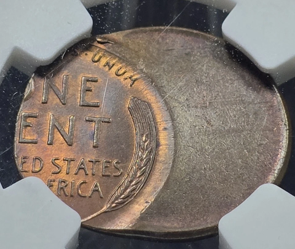 1950 D Lincoln Wheat Cent NGC MS 65 RB Mint Error Struck 50% Off Center - Image 4 of 4