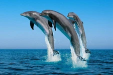 BOTTLENOSE DOLPHINS TRIO nature poster professional pic BEAUTIFUL sea 20x30