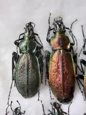 1 Pair Carabus (Archiplectes) heikentingeri ssp.okumicus, Carabidae,
