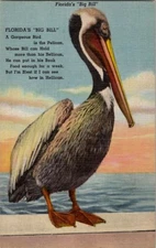 Bog Bill Bird Species Bill Can Hold More That His Bellican Fla Vtg Postcard Wpc9