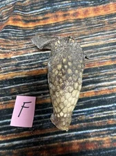 Real Armadillo Face Unique Animal Mount Halloween Skull Art Craft Mountain Man