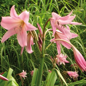 Resultado de imagen de Crinum Ã— powellii