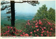 Postcard Blue Ridge Mountains, Virginia - Rhododendron on Blue Ridge Parkway