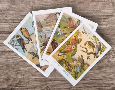 Set of 4 Birds of Prey Falcons Harriers Osprey Buzzard Kestrel Kite book Prints