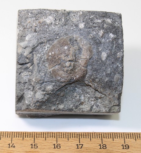 Edrioasteroidea, Belochthus orthokalus, Ordovizium, Ontario, Kanada -x539 - Bild 3 von 3