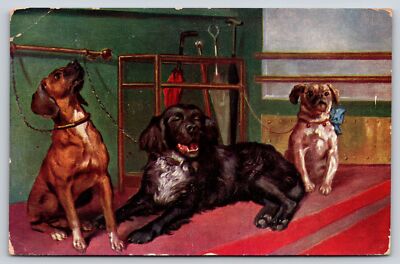 Animal~Three Dogs Leashed Near Entrance W/ Umbrellas~PM 1910~Vintage Postcard