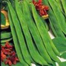 BEAN, TOP CROP BUSH, HEIRLOOM, 100 SEEDS, GREAT TASTING FRESH OR COOKED