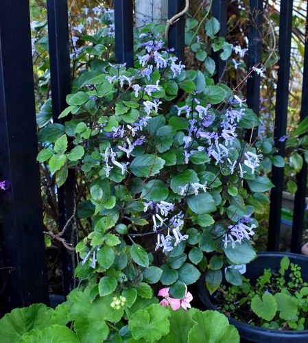 Plectranthus Mona Lavender x 1 plant, Semi-dormant in winter - Picture 2 of 6