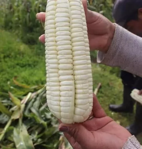 Peruvian Mammoth Mote Corn Seeds (50) / GIANT KERNALS / ORGANIC / SUPER RARE