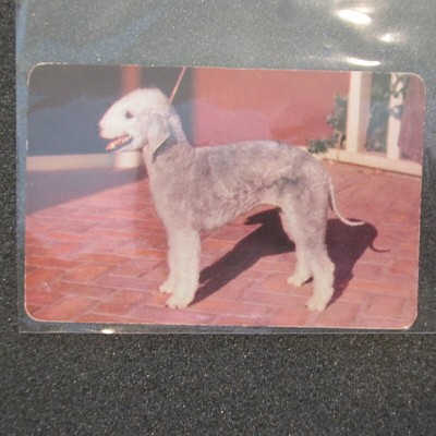 mini bedlington terrier