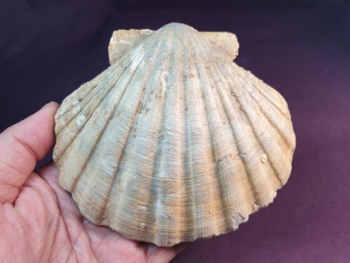 Pecten jacobaeus, nice fossil bivalbe,collector´s choice,stunning!!