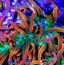 1-2” Hawaiian Punch Bubble Tip Anemone Reef Tank Live Frag