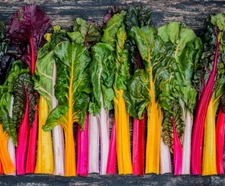 Rainbow Swiss Chard Seeds | Heirloom & Non-GMO | Fresh Garden Seeds