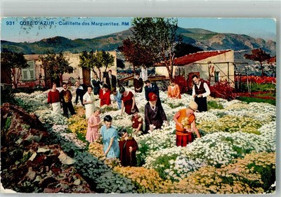 38132621 - Margeritenfeld an der Cote DAzur Motiv Frankreich 1928