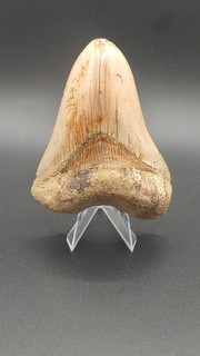 Otodus Megalodon Indonesien