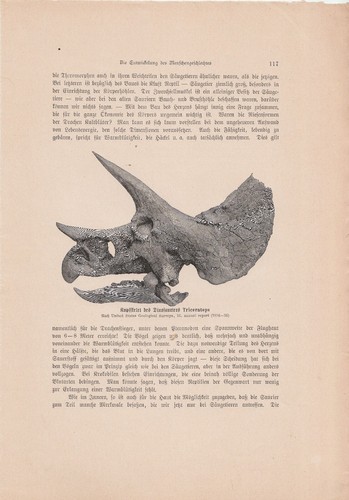 Alte ANTIKE KUNSTDRUCKE von 1902 aus Wissenschafts-Magazinen ECHT Buchseiten A4 - Bild 18 von 24