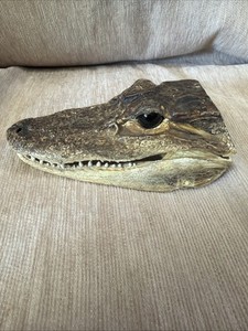 Real Alligator Head Reptile Skull Jaw Taxidermy Gator Open Mouth Glass eyes 6"